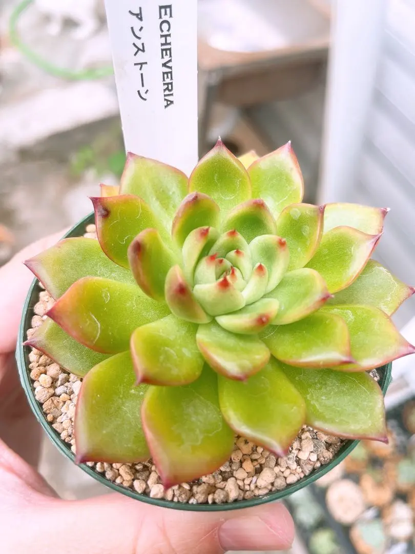 2026年最新】多肉アンストーンの人気アイテム - メルカリ