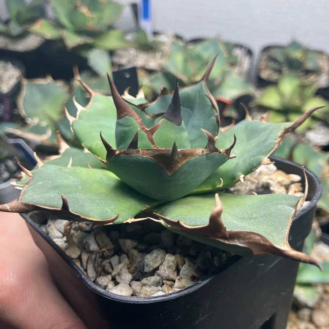 2026年最新】ウリエル実生の人気アイテム - メルカリ