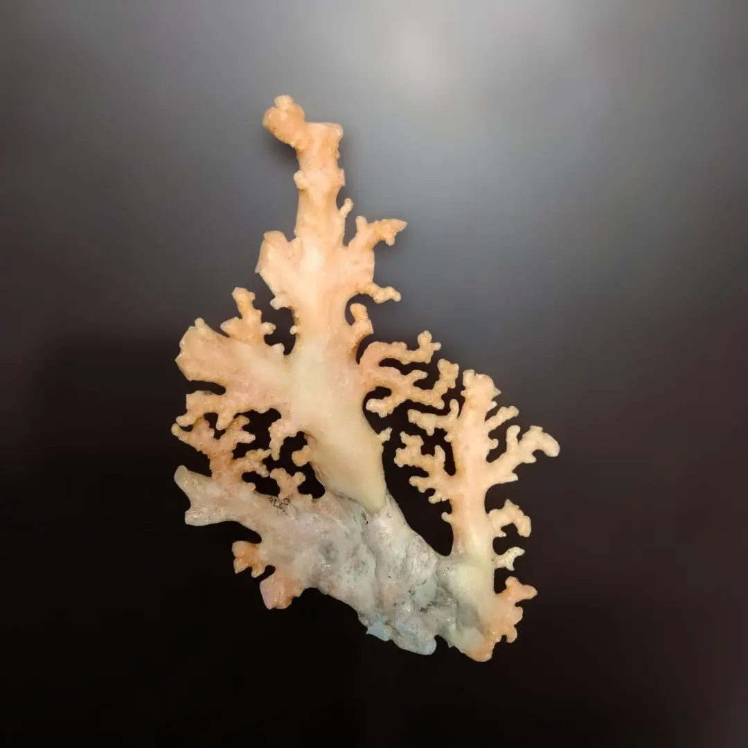 2026年最新】桃色珊瑚 原木の人気アイテム - メルカリ