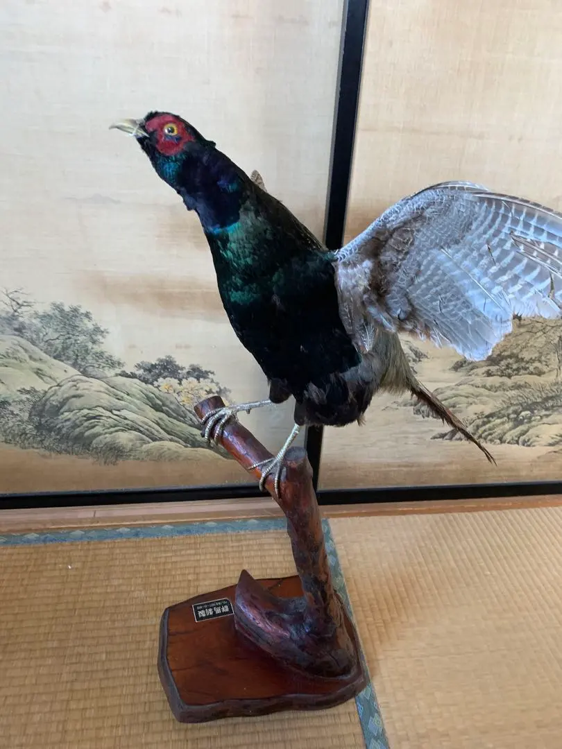 2026年最新】キジ 剥製の人気アイテム - メルカリ