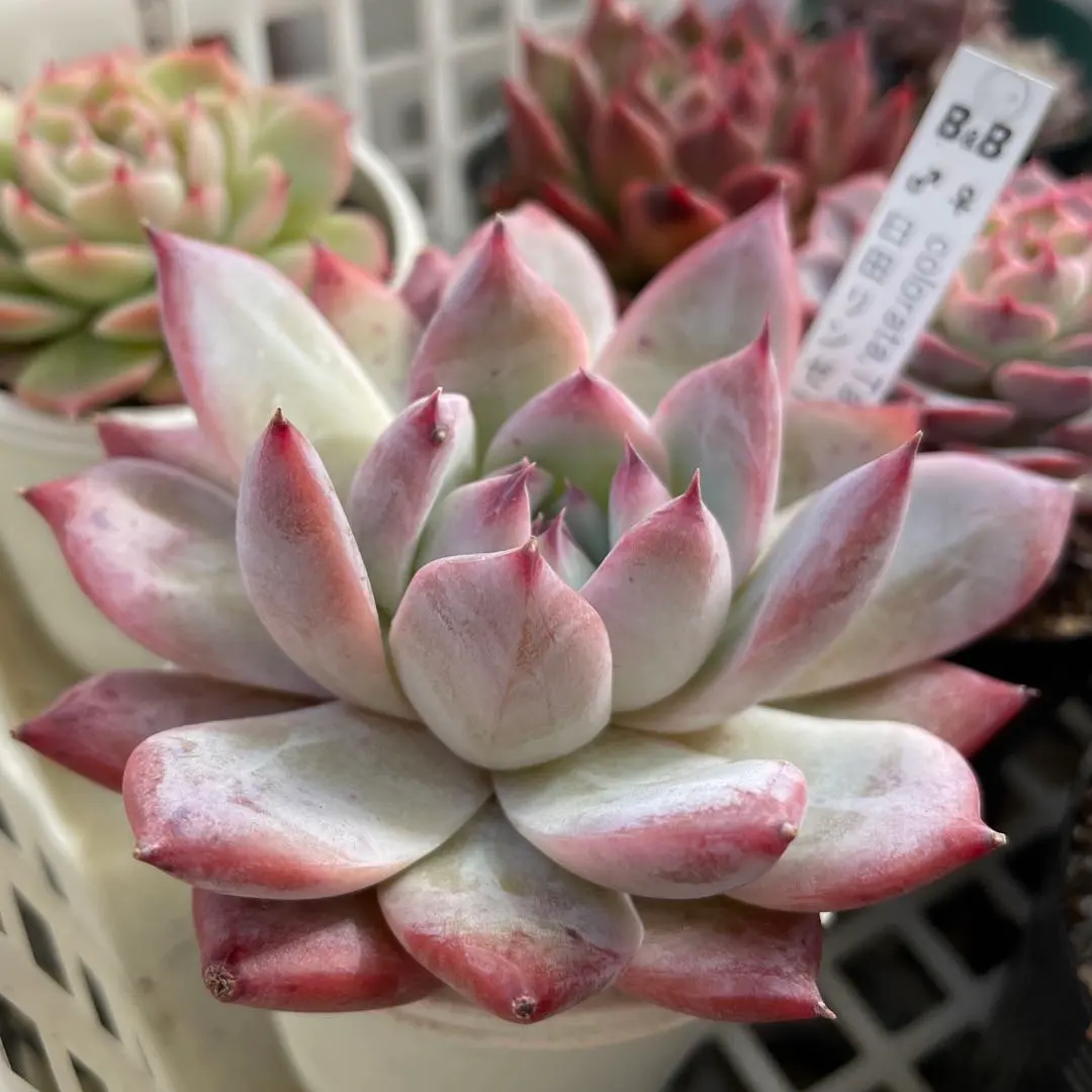 2026年最新】臼田リンゼアナの人気アイテム - メルカリ