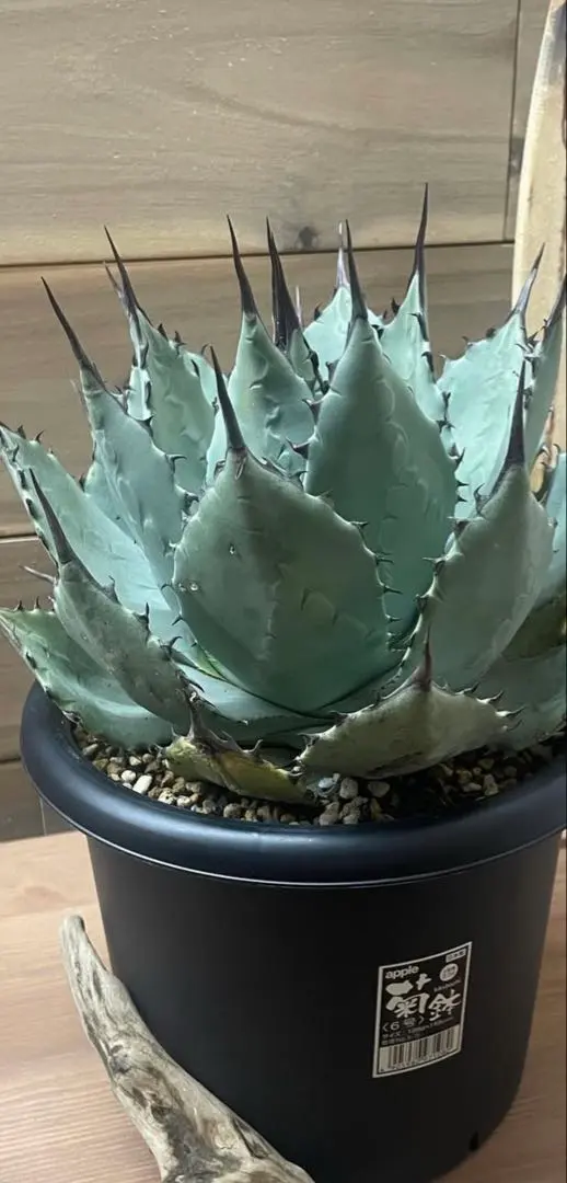 2026年最新】パリーハイブリッドの人気アイテム - メルカリ