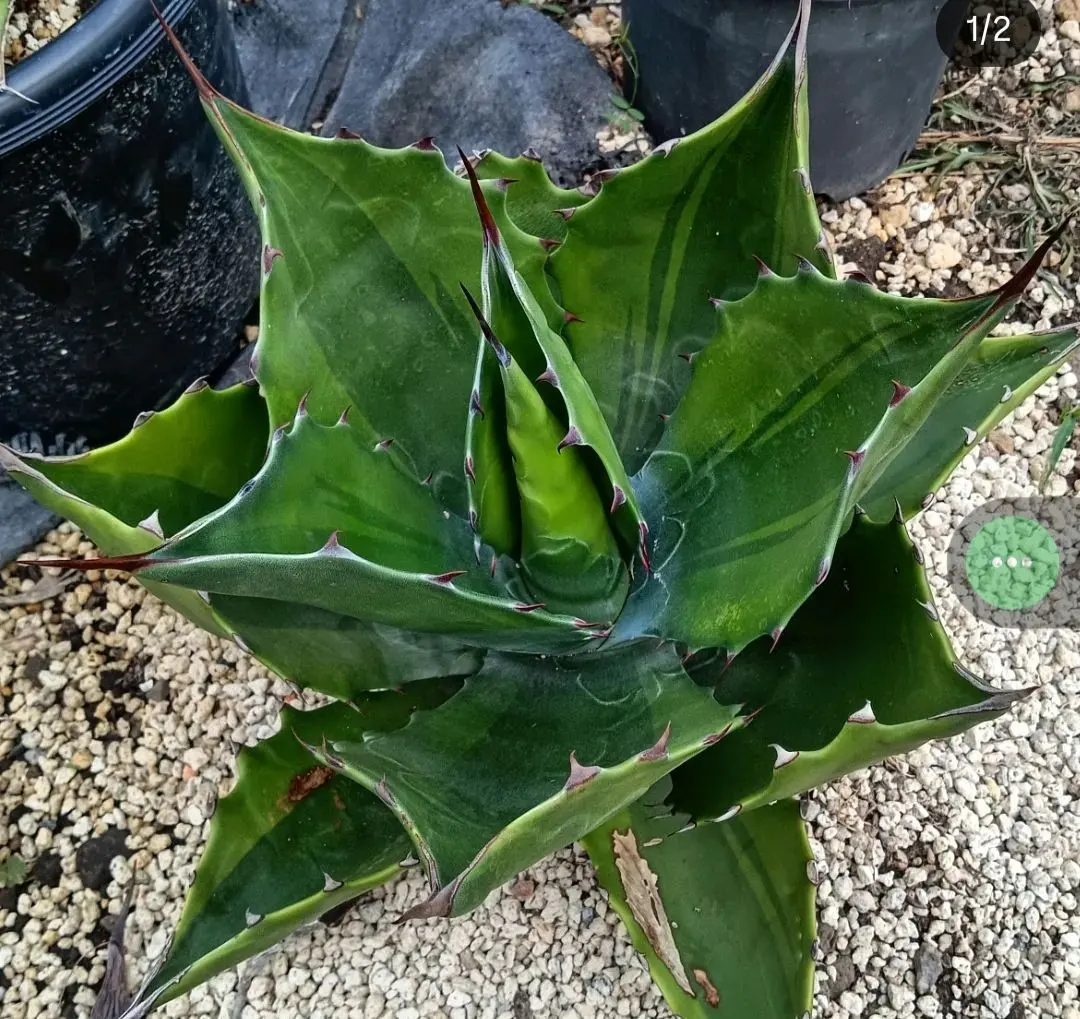 2026年最新】アガベ グリーンゴブレットの人気アイテム - メルカリ