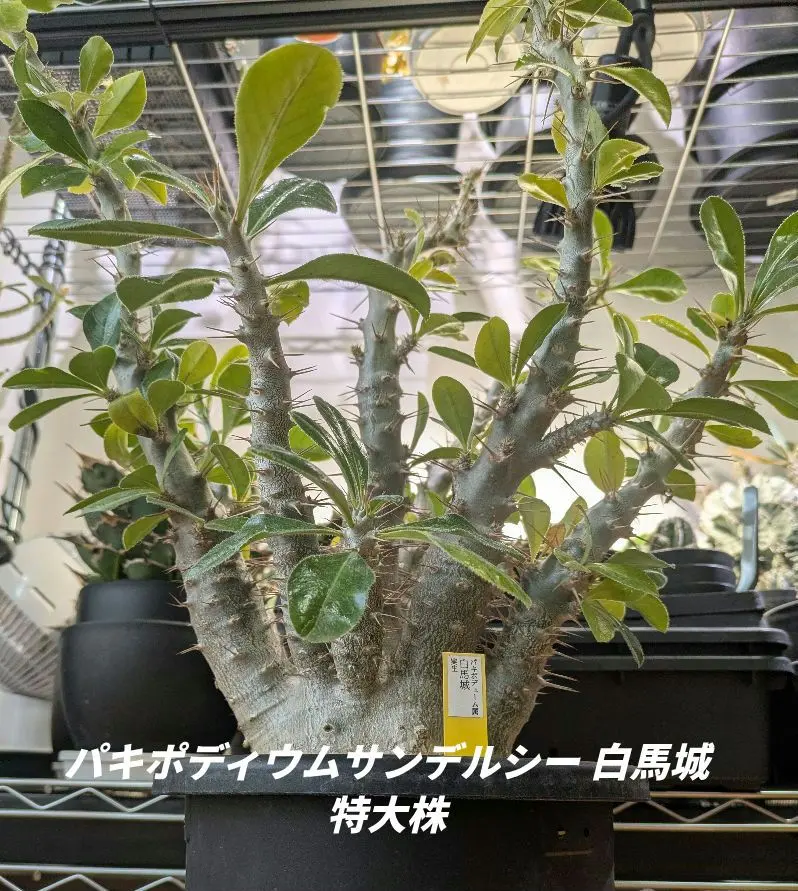 2026年最新】サンデルシー パキポディウムの人気アイテム - メルカリ