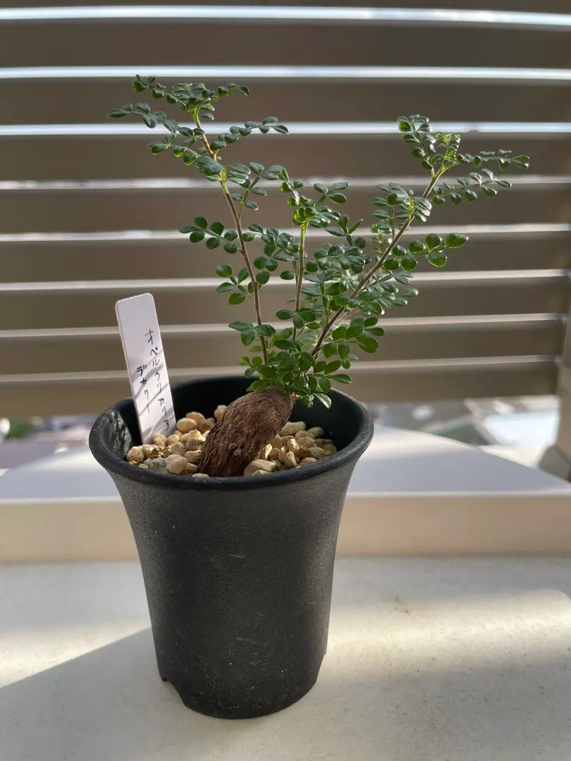 2026年最新】オペルクリカリア デカリーの人気アイテム - メルカリ