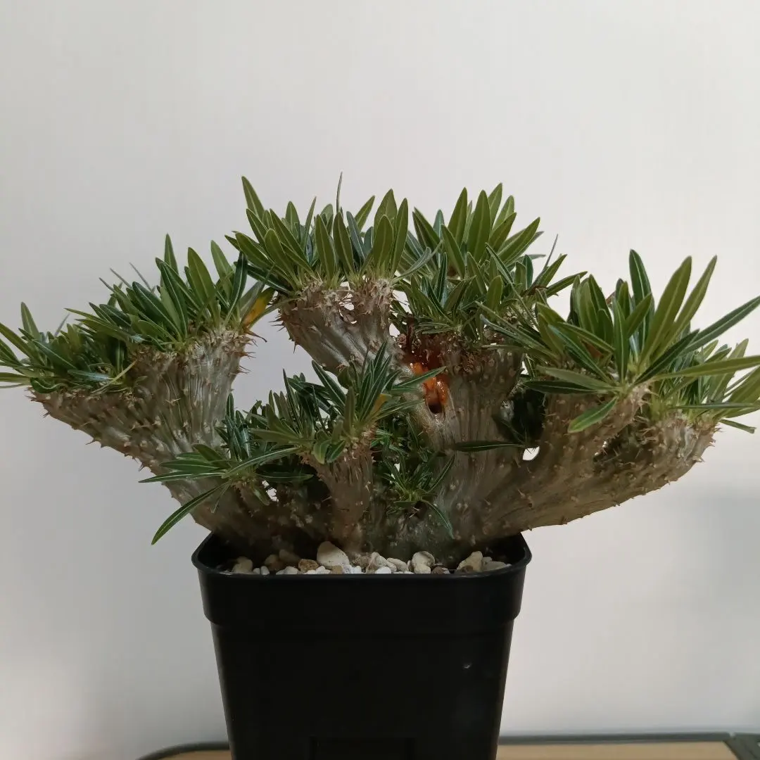 2026年最新】綴化 グラキリスの人気アイテム - メルカリ