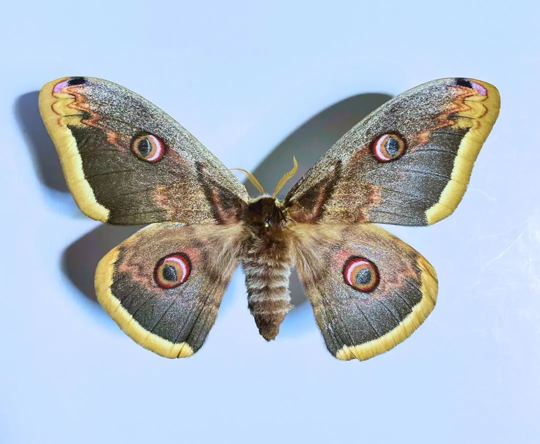 2026年最新】ヤママユ 昆虫標本の人気アイテム - メルカリ