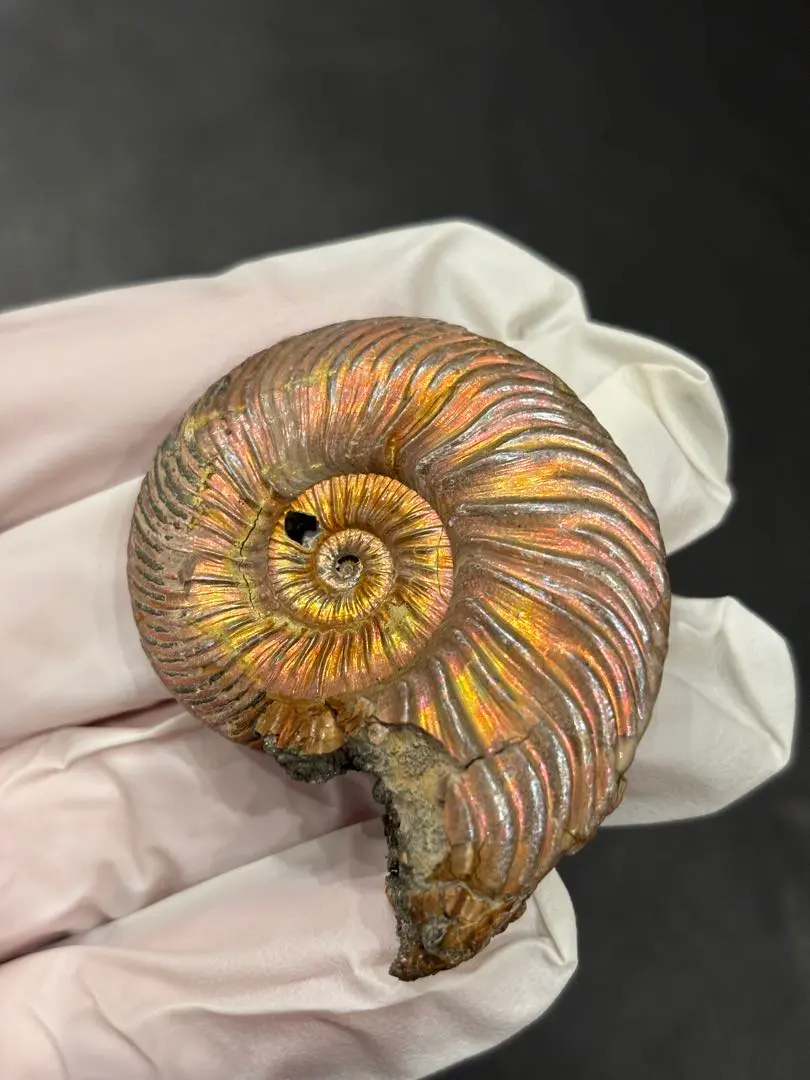 2026年最新】アンモナイト パイライトの人気アイテム - メルカリ