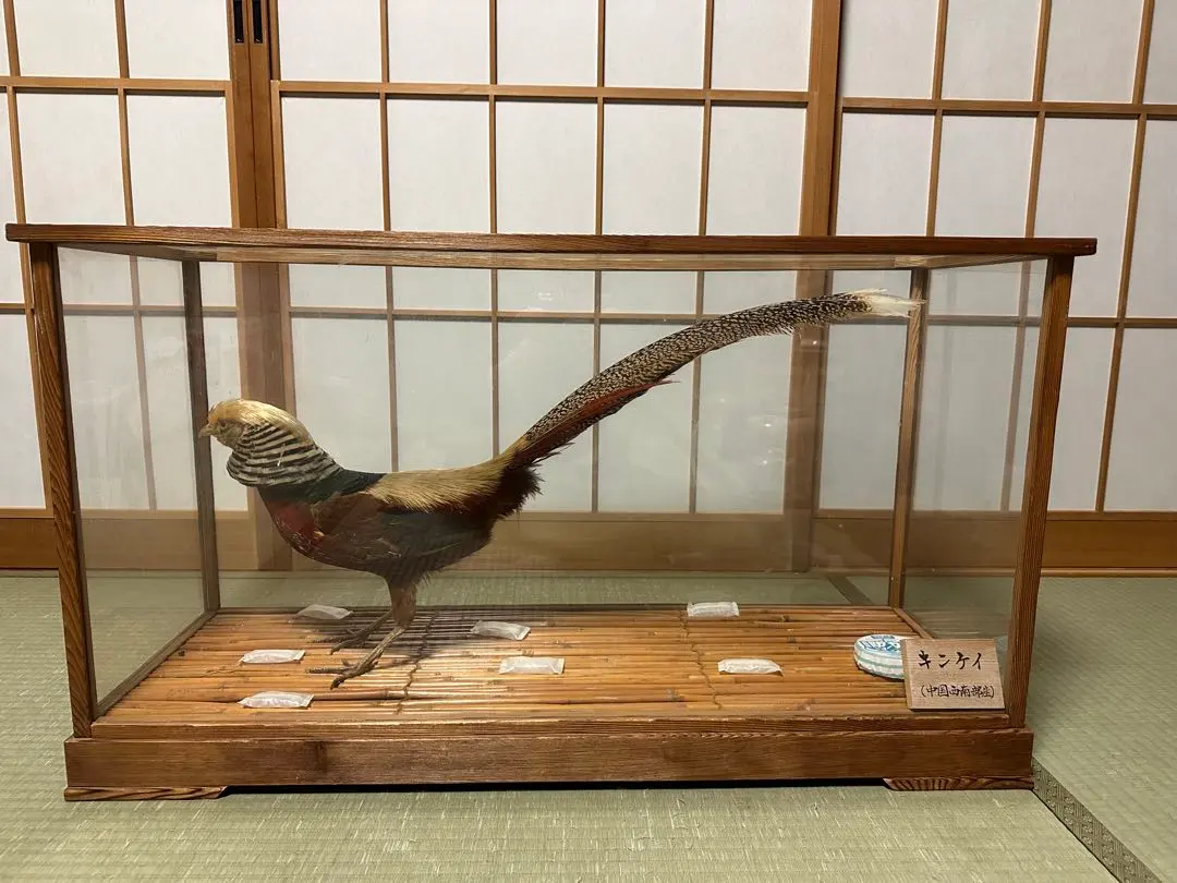 2026年最新】キジ 剥製の人気アイテム - メルカリ