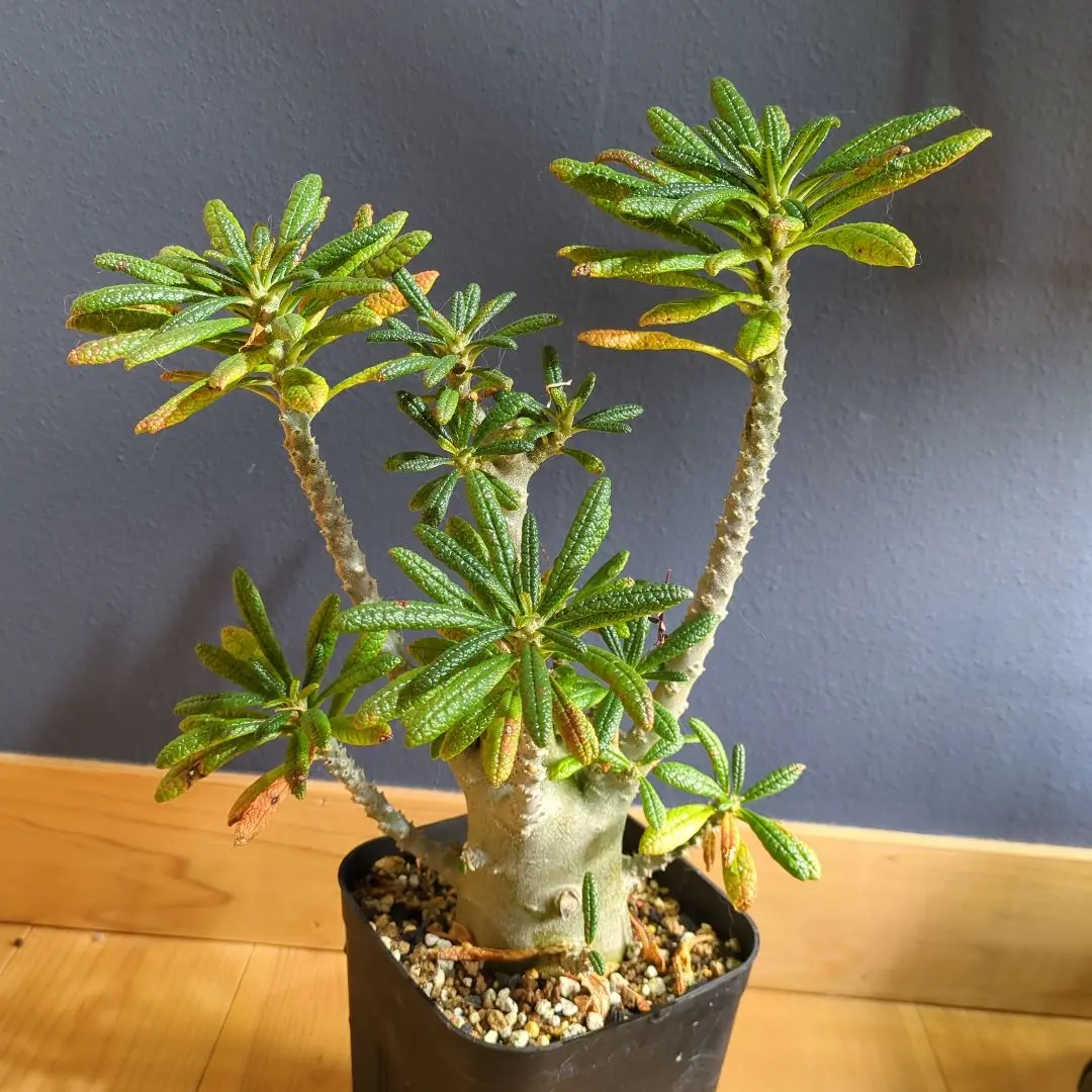 2026年最新】ドルステニア ギガス 種子の人気アイテム - メルカリ