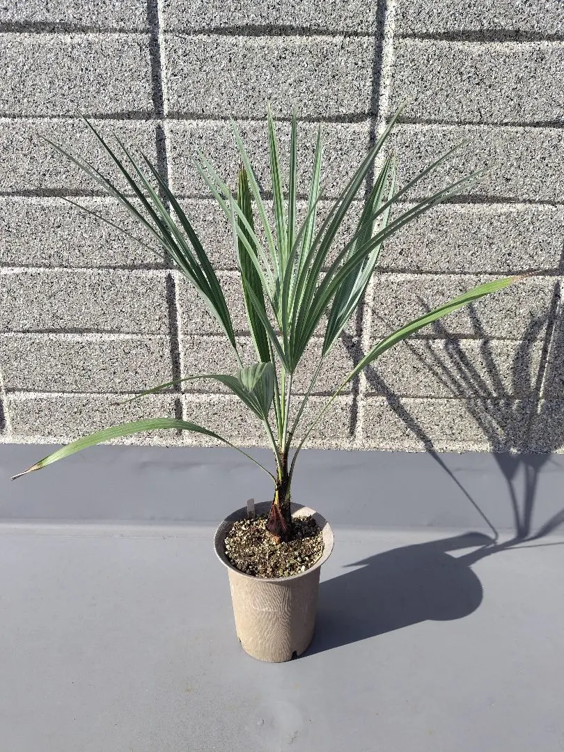 2026年最新】ブラヘアアルマータの人気アイテム - メルカリ