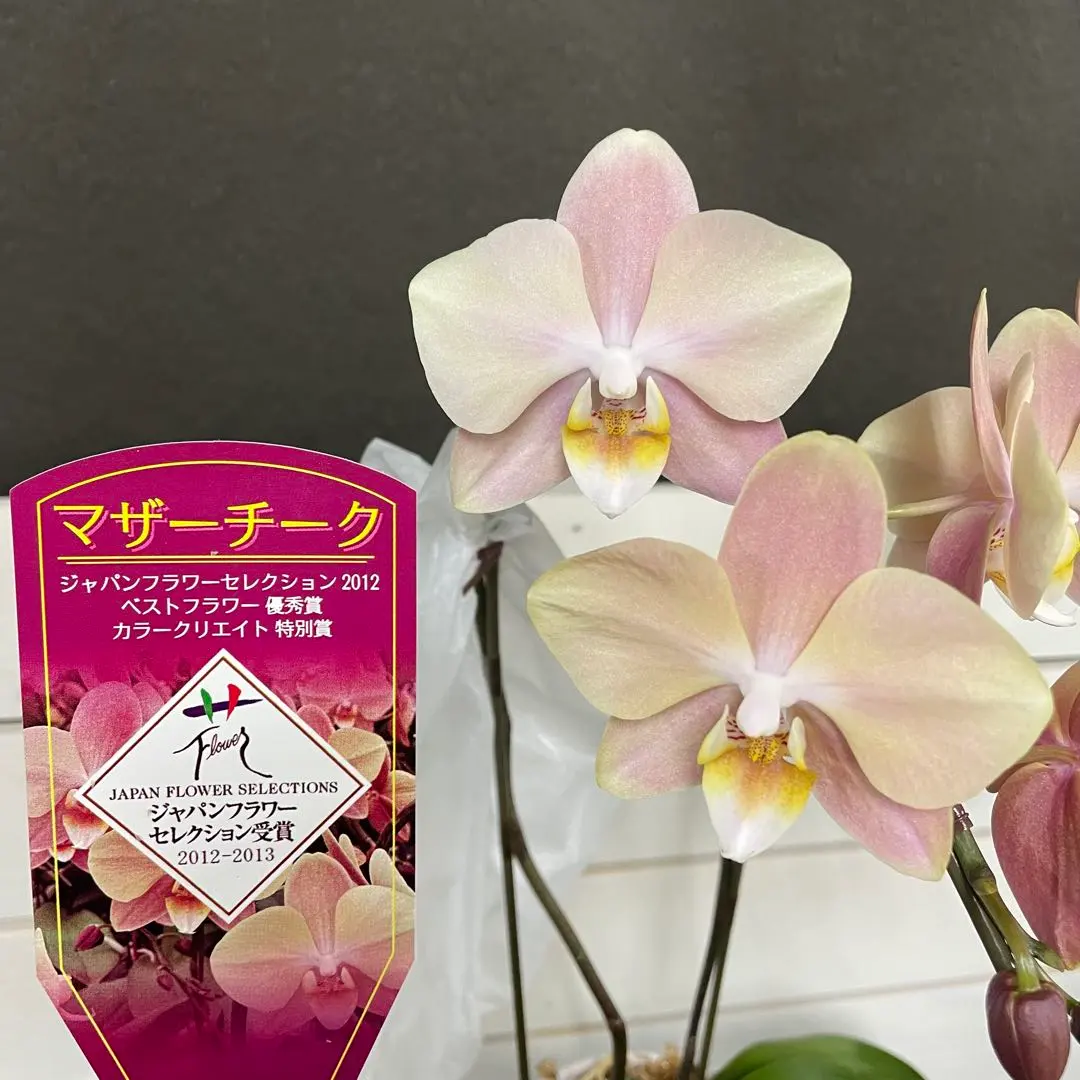 2026年最新】マザーチーク 胡蝶蘭の人気アイテム - メルカリ