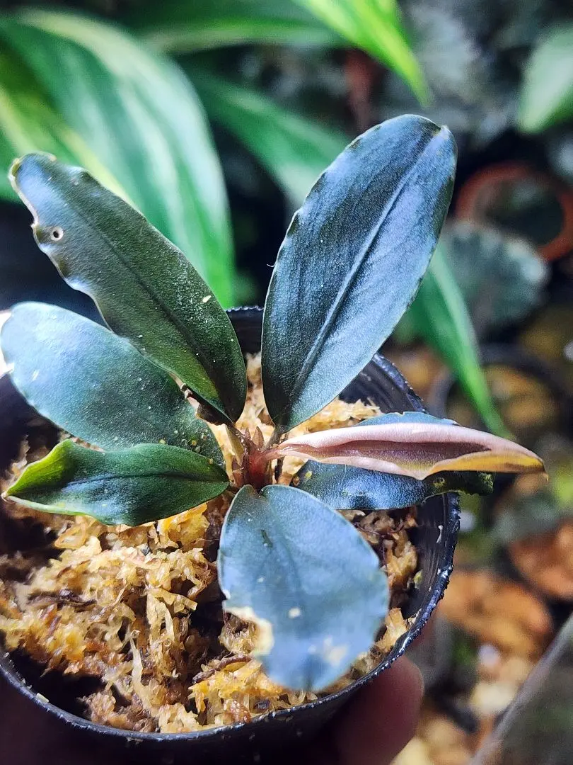 2026年最新】ブセファランドラ ブルーメロンの人気アイテム - メルカリ