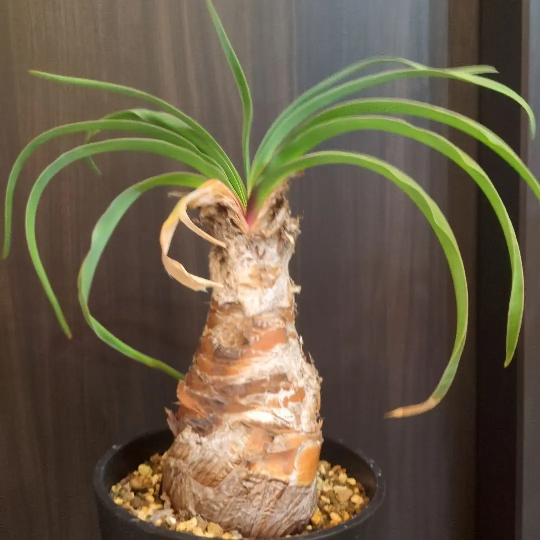 2026年最新】ブーファン ディスティチャの人気アイテム - メルカリ