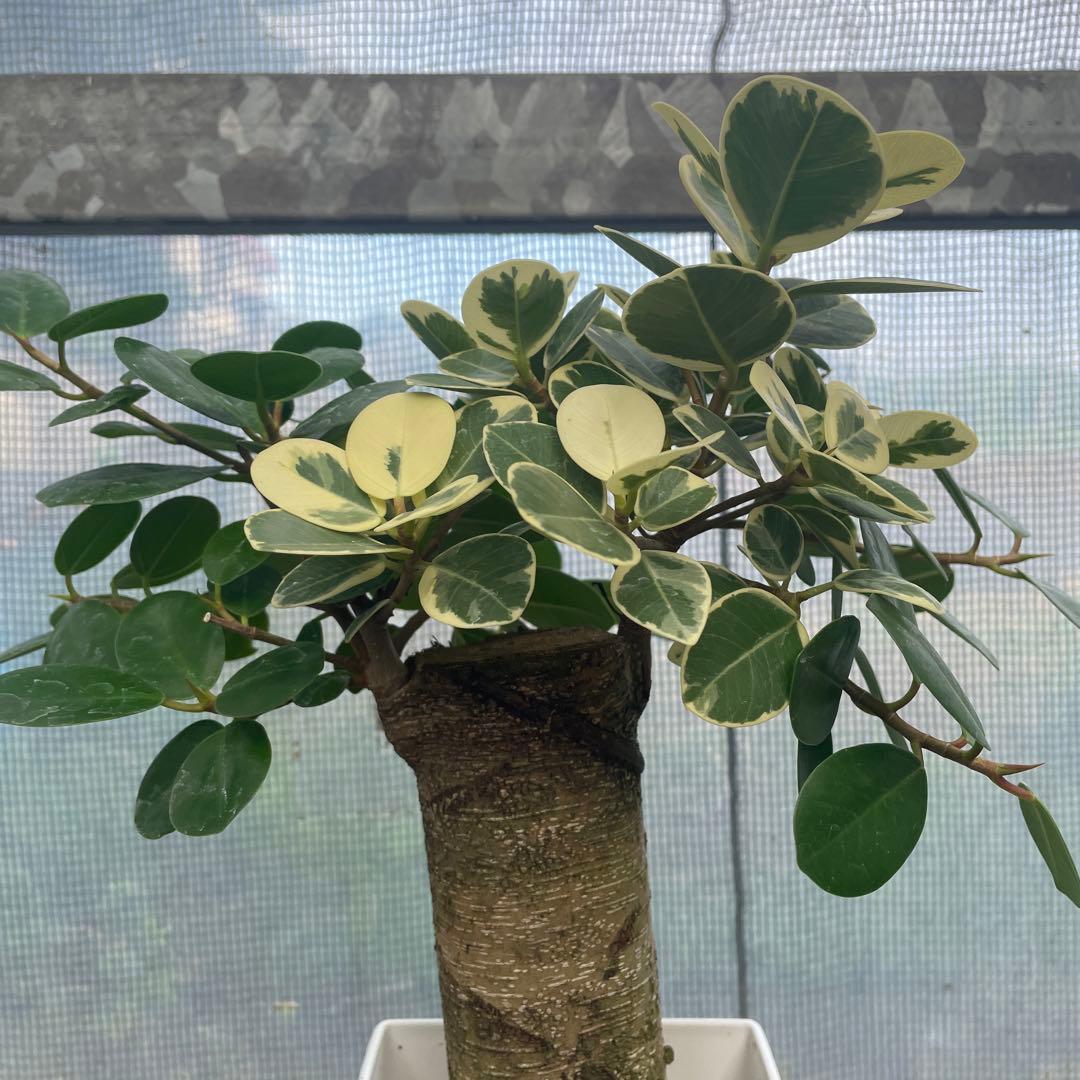 パンダガジュマル 斑入り - メルカリ