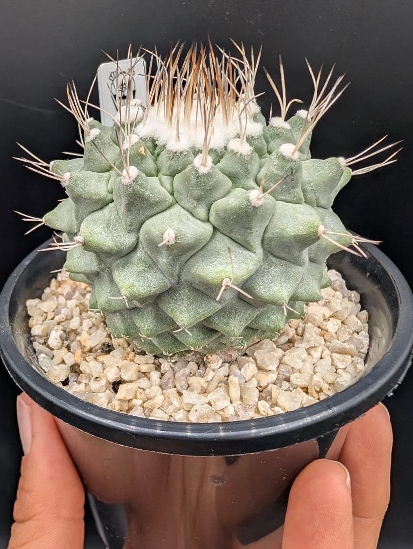 み*ん様 B 菊水 大型タイプ 実生 鉢植え メルカリ便送料込み