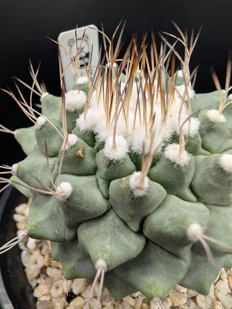 み*ん様 B 菊水 大型タイプ 実生 鉢植え メルカリ便送料込み