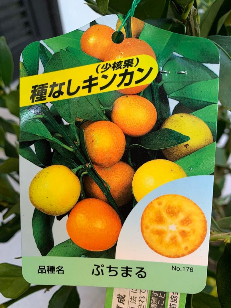 希少金柑ぷちまる 実が沢山付き 特大株 果樹 実が沢山付き 特大株 希少