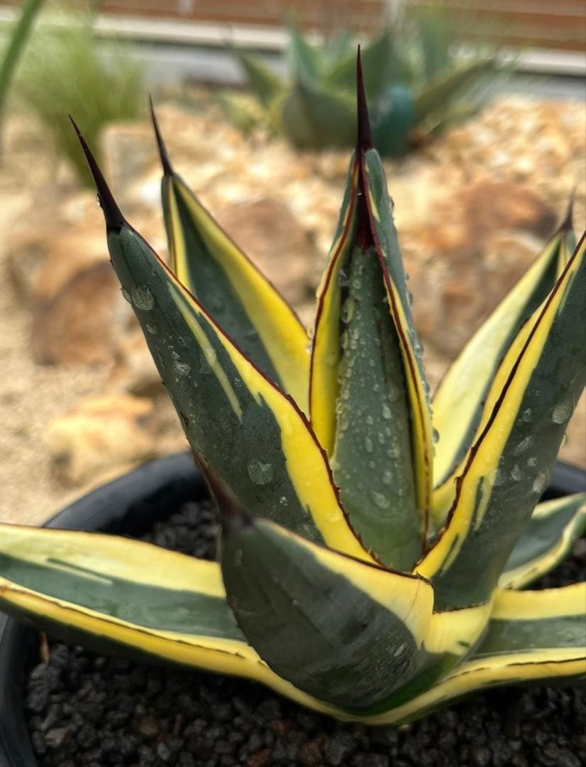 天照太御神　ospグレートホワイトシャーク2鉢 アガベ・チタノタ「白火焔（ホワイト・フレイム）」 3.5号鉢