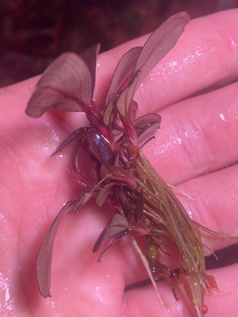 藤*鷹様 ブセファランドラ モンスターキング 群生株 - メルカリ