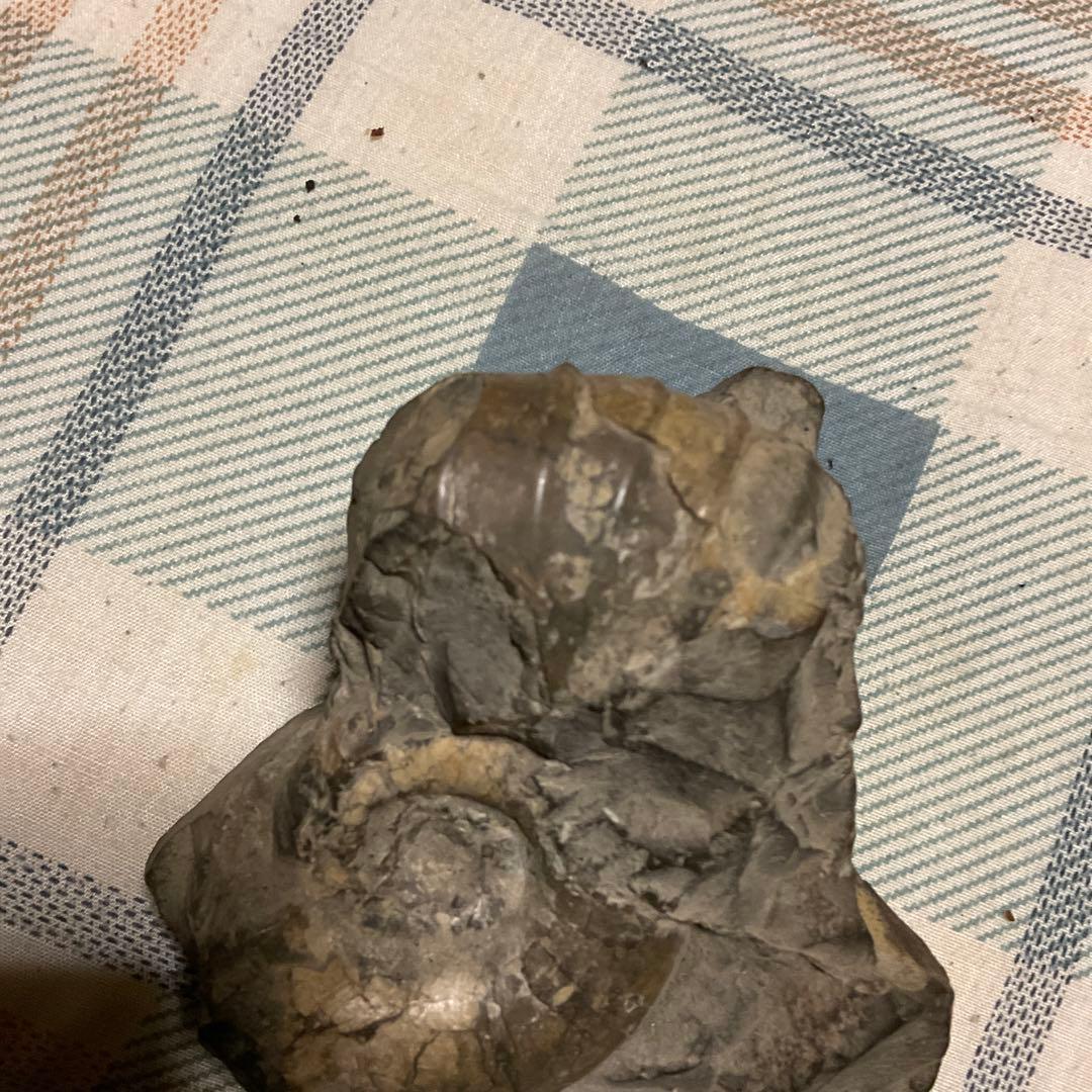 アンモナイトの化石 昭和53年頃入手。【歴史の研究用に！】