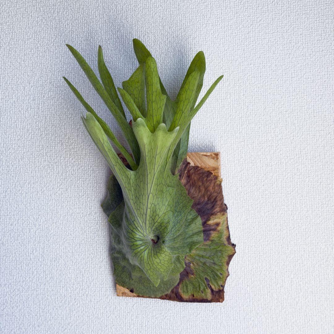 ビカクシダ　スパーバム