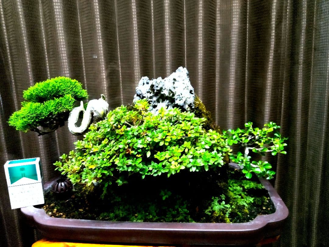 【石付　糸魚川真柏盆栽】　　　価値を理解出来れば上級者