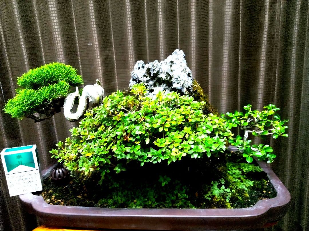 【石付　糸魚川真柏盆栽】　　　価値を理解出来れば上級者