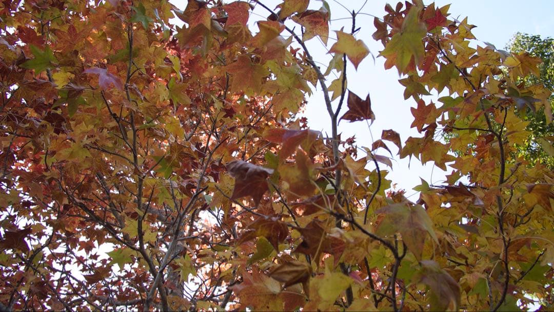 レンズ(単焦点) Panasonic LUMIX G 14mm/F2.5 ASPH. H-H014