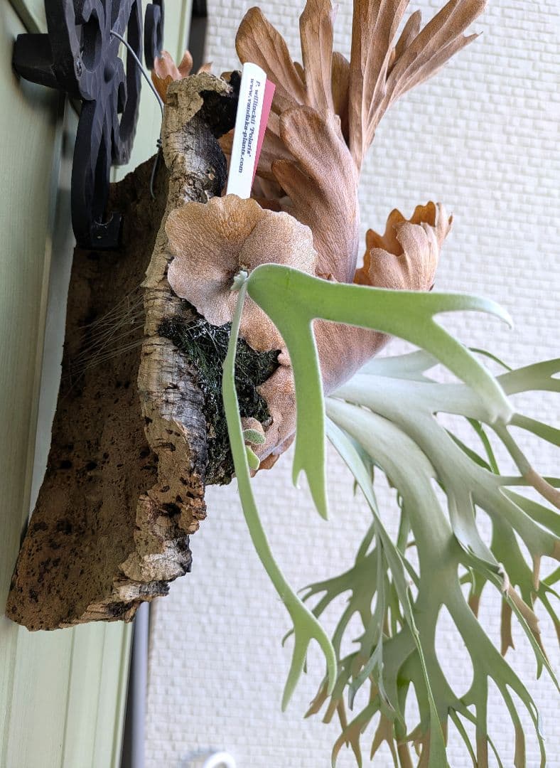 ビカクシダ☆Polaris☆ポラリス☆vp☆子株