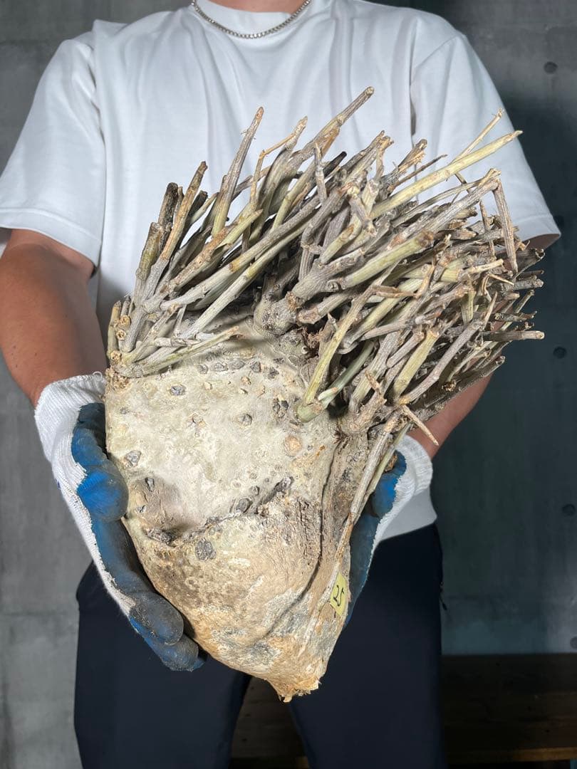 Ｔ*Ｍ様 25 激レア 超大株 アデニア ペチュエリー 現地球 鮮度抜群