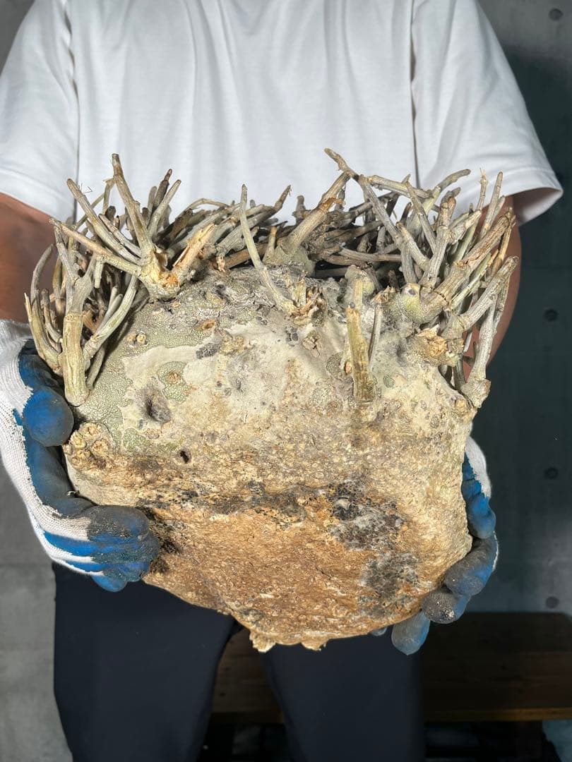 Ｔ*Ｍ様 25 激レア 超大株 アデニア ペチュエリー 現地球 鮮度抜群