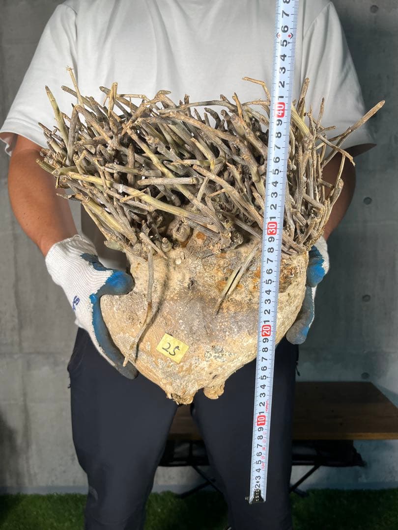 Ｔ*Ｍ様 25 激レア 超大株 アデニア ペチュエリー 現地球 鮮度抜群