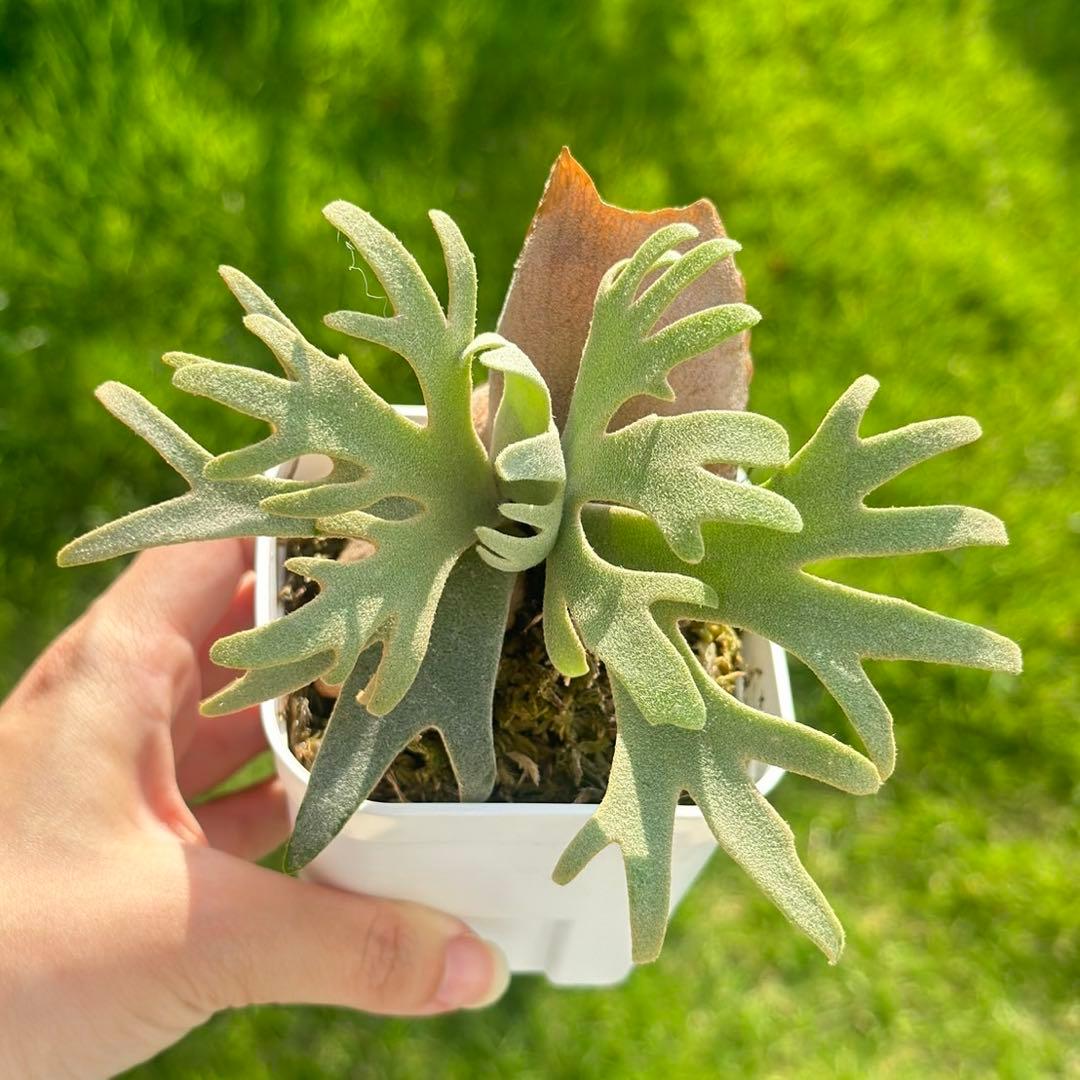 亀甲竜 (鉢入り) 6cm越え バキボコ割れ ディオスコレア 塊根植物