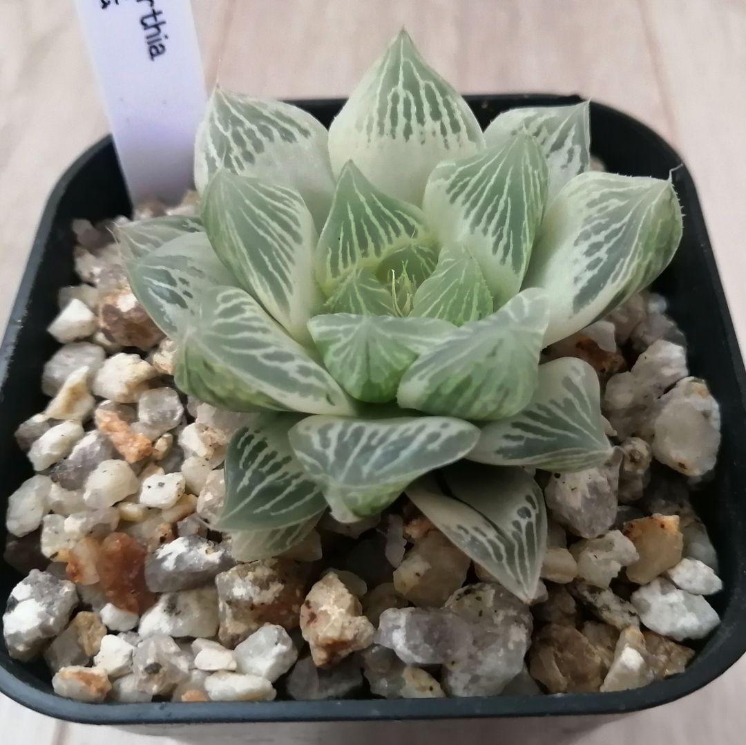 ハオルチア 白蛇伝（中苗　極上斑　小株２つ付き）