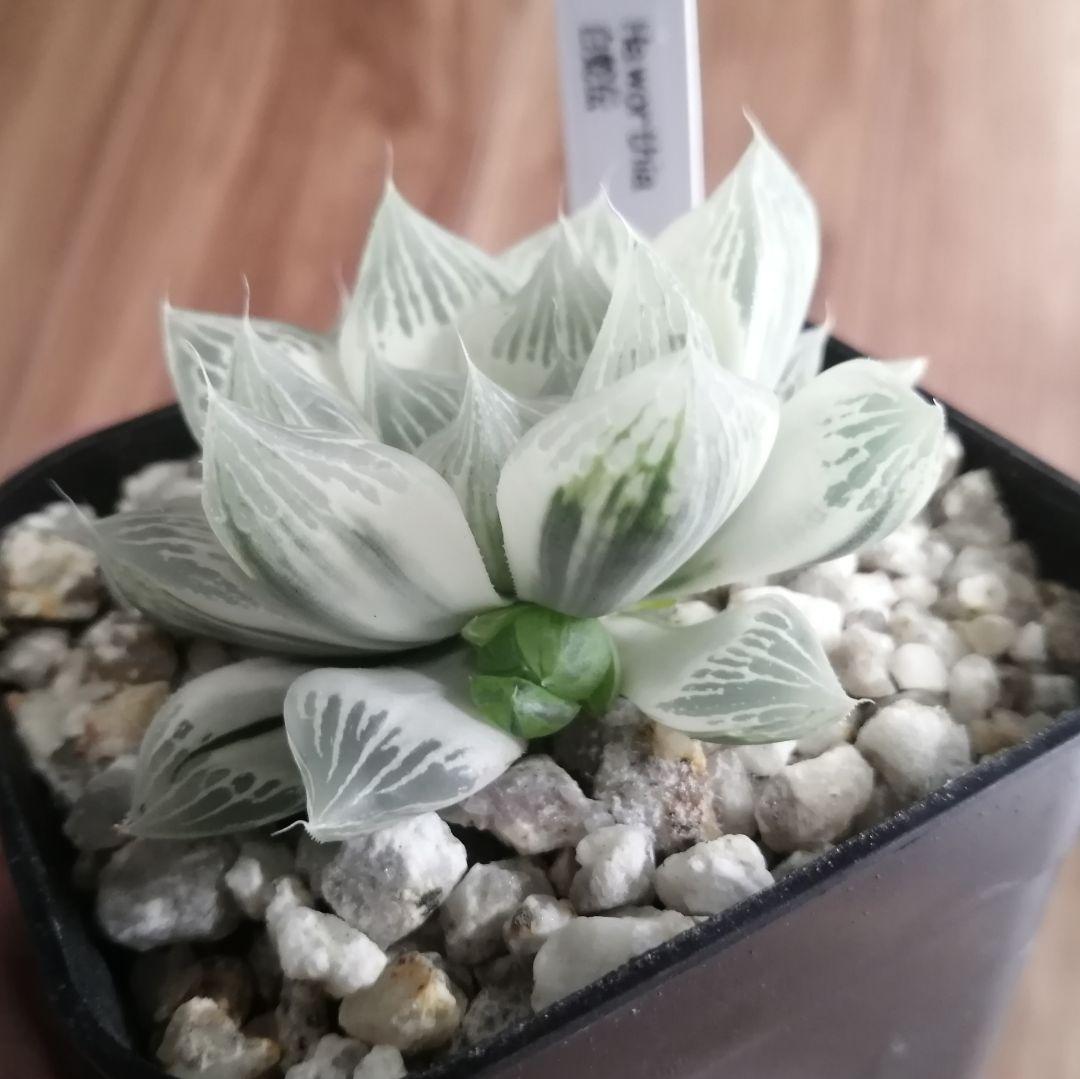 ハオルチア 白蛇伝（中苗　極上斑　小株２つ付き）