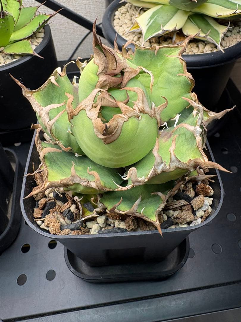 アガベ　シーザー