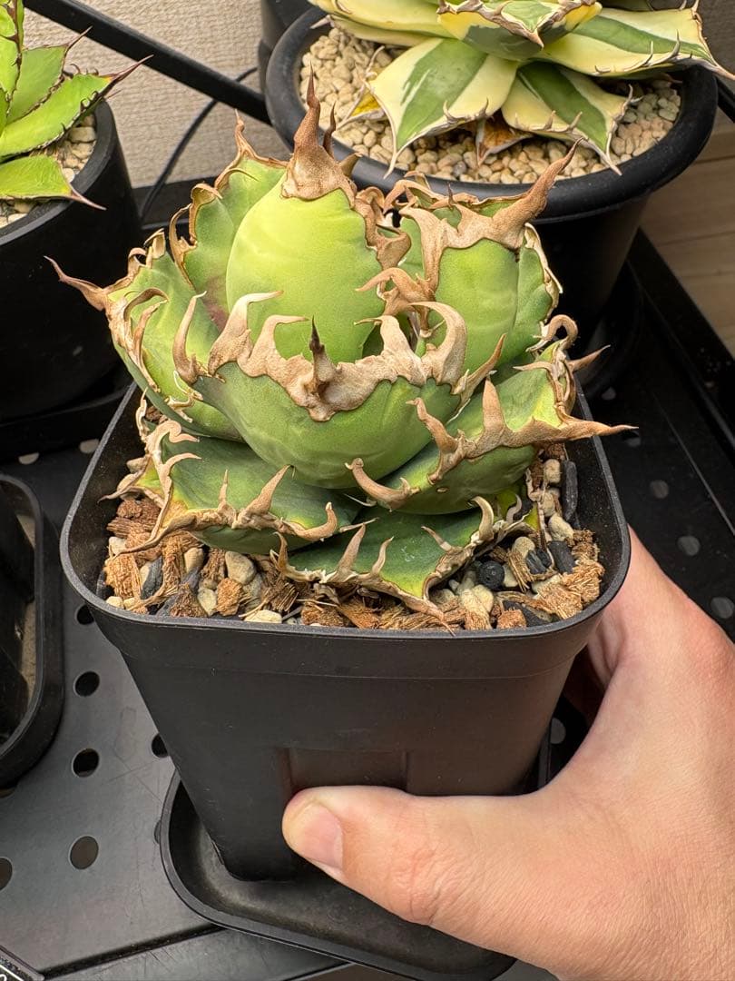 アガベ　シーザー