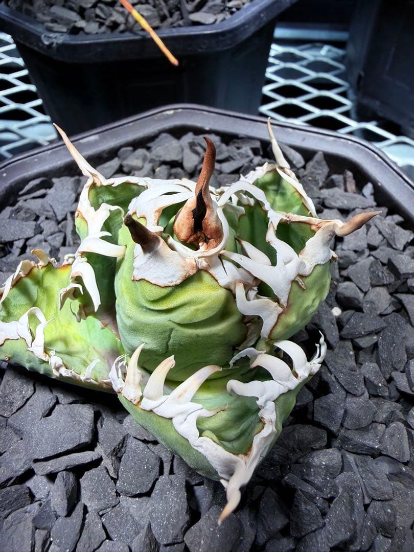 アガベ　チタノタ　オアハカ子株