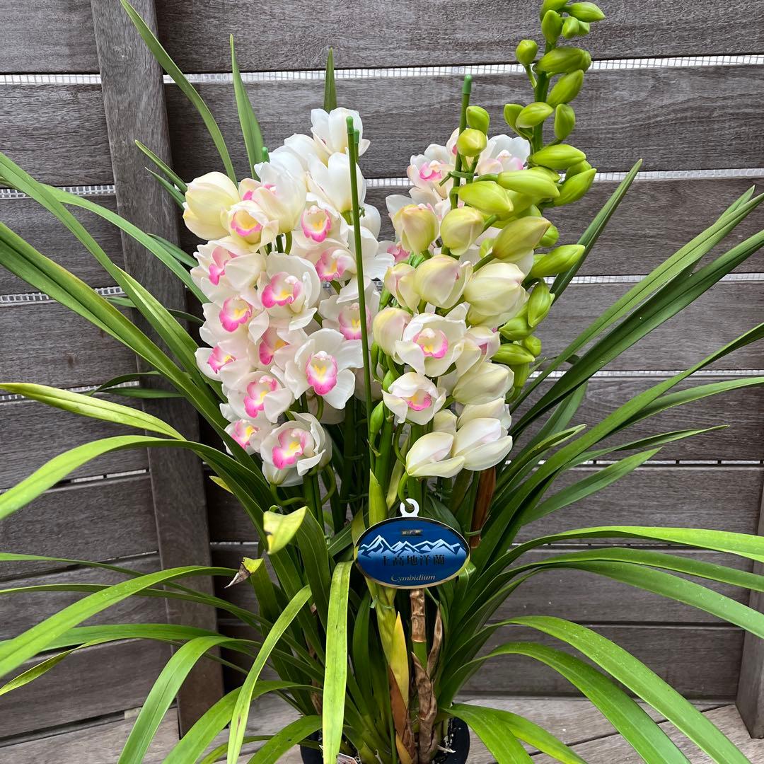 豪華　6本立ち　シンビジューム　ピンクペルペチュエル　6.５号　蕾多数