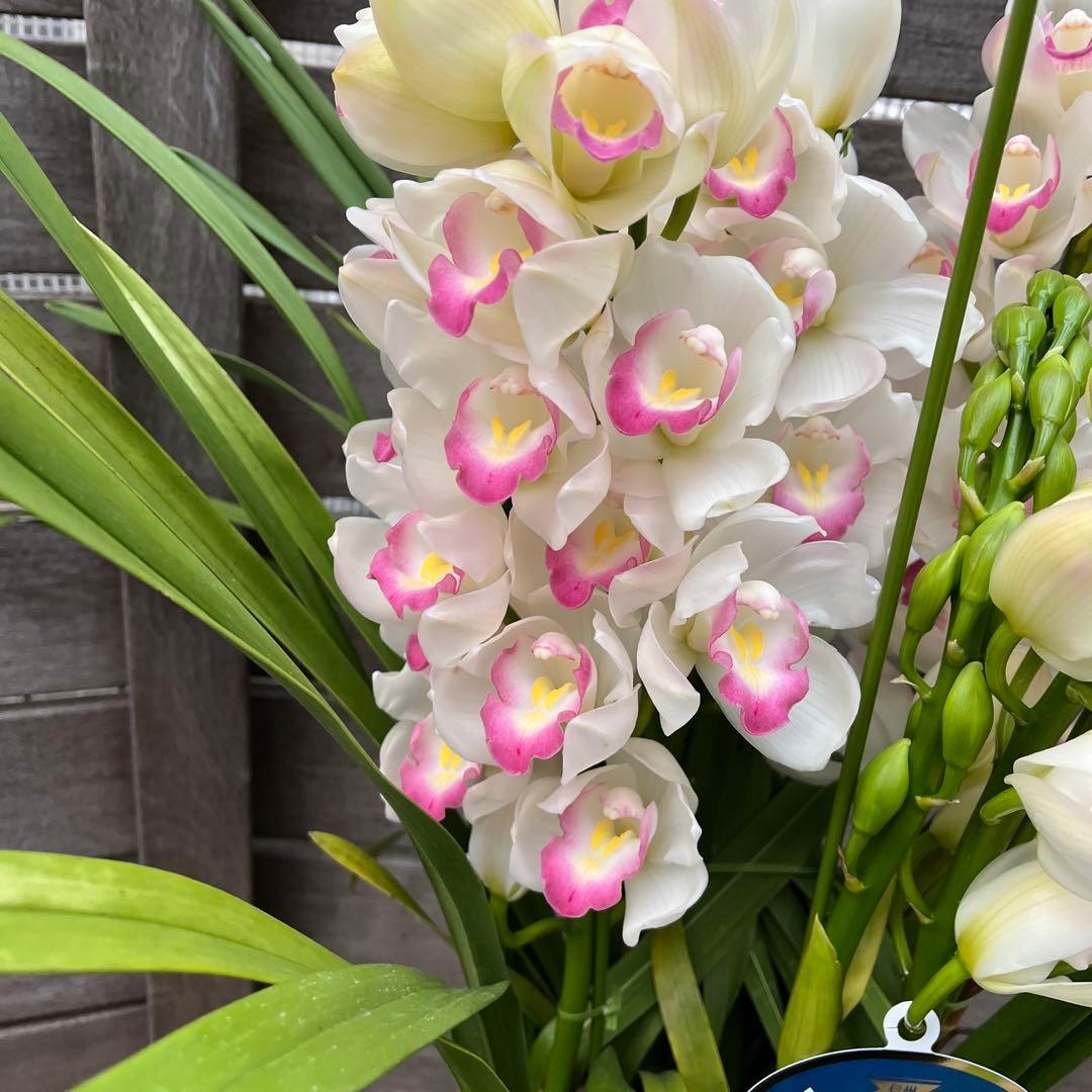 豪華　6本立ち　シンビジューム　ピンクペルペチュエル　6.５号　蕾多数