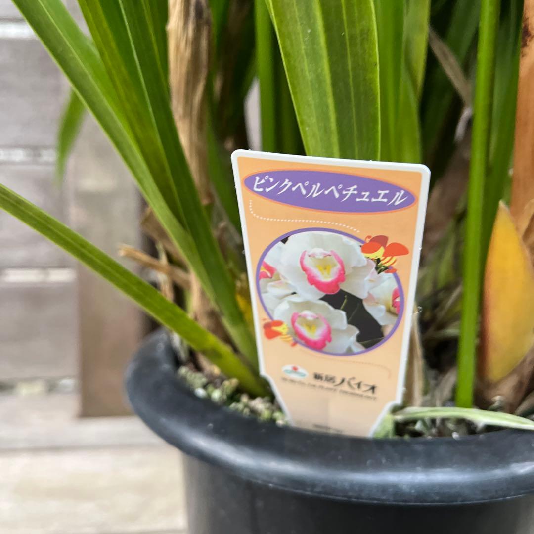 豪華　6本立ち　シンビジューム　ピンクペルペチュエル　6.５号　蕾多数