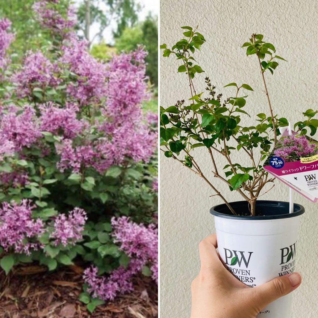 ④姫ライラック ドワーフパープル 3.5寸ポット 芳香 薄いピンク色 矮性