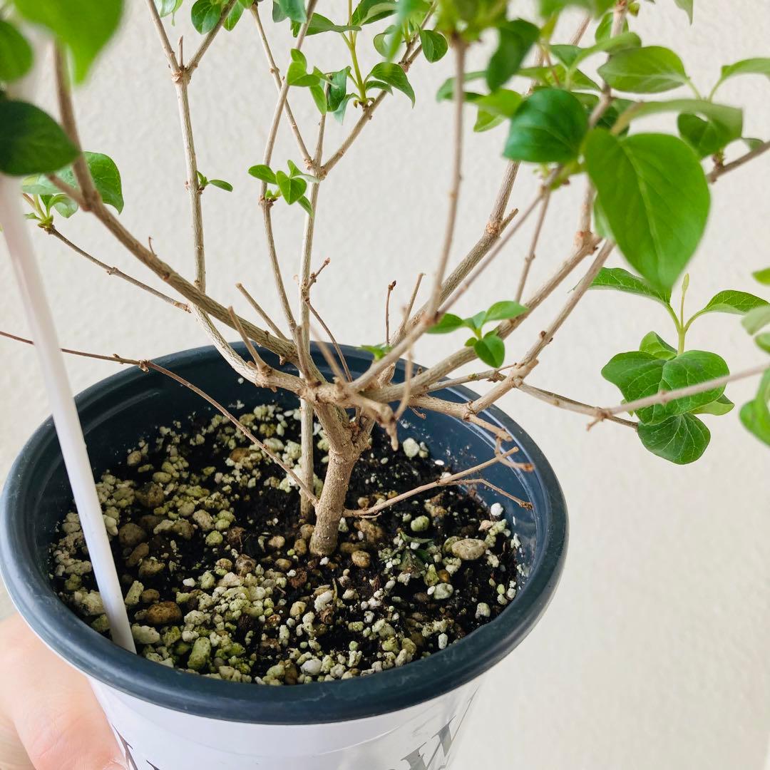 ④姫ライラック ドワーフパープル 3.5寸ポット 芳香 薄いピンク色 矮性