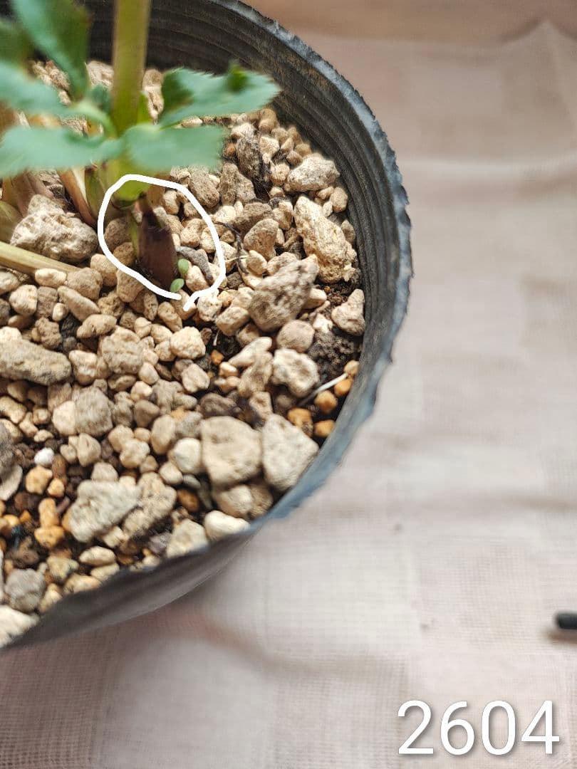 2604 認定！絞り dd クリスマスローズ開花株 加藤農園