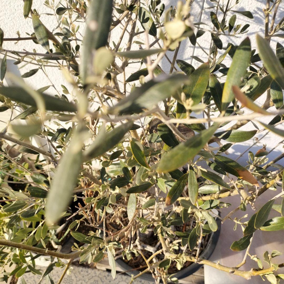 オリーブの木　ミッション　小豆島産