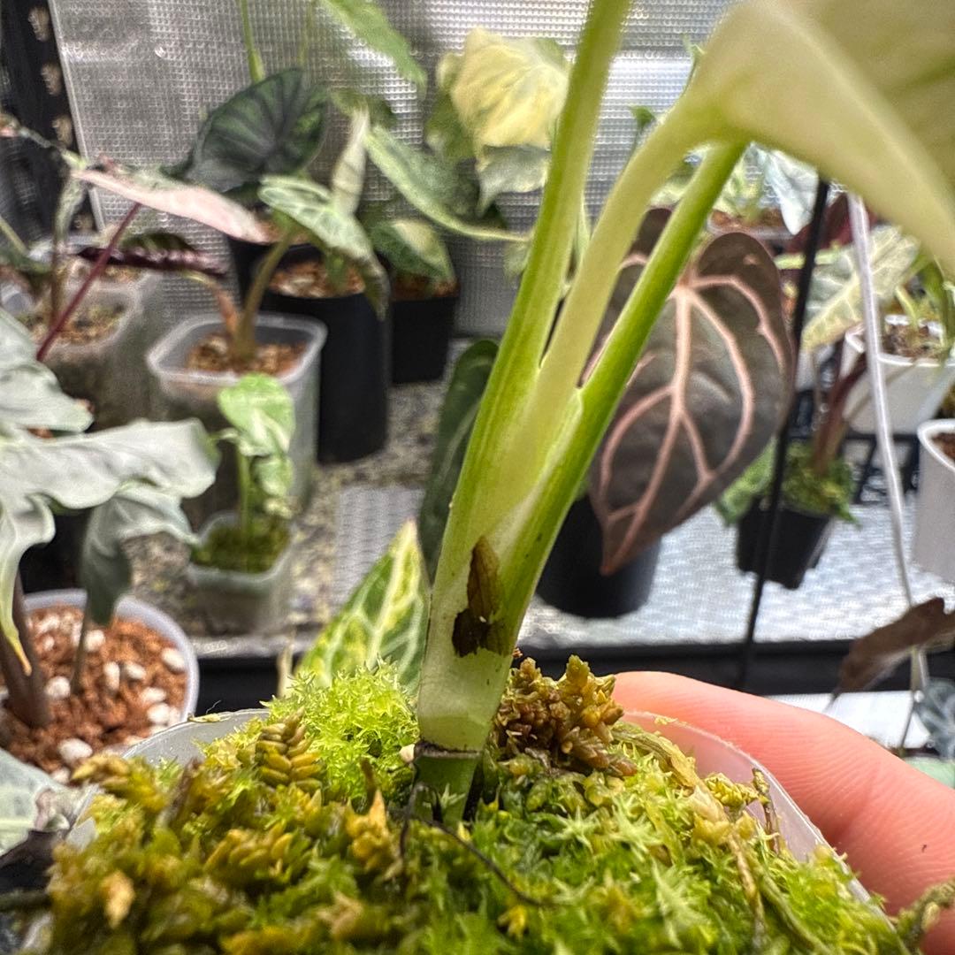 我*成様 極上 モンステラ デリシオーサ ミント