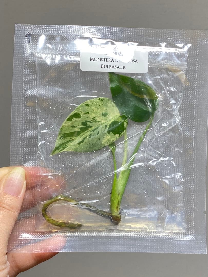 終*7様 【セール‼️】モンステラ デリシオーサ バルバソー フシギダネ