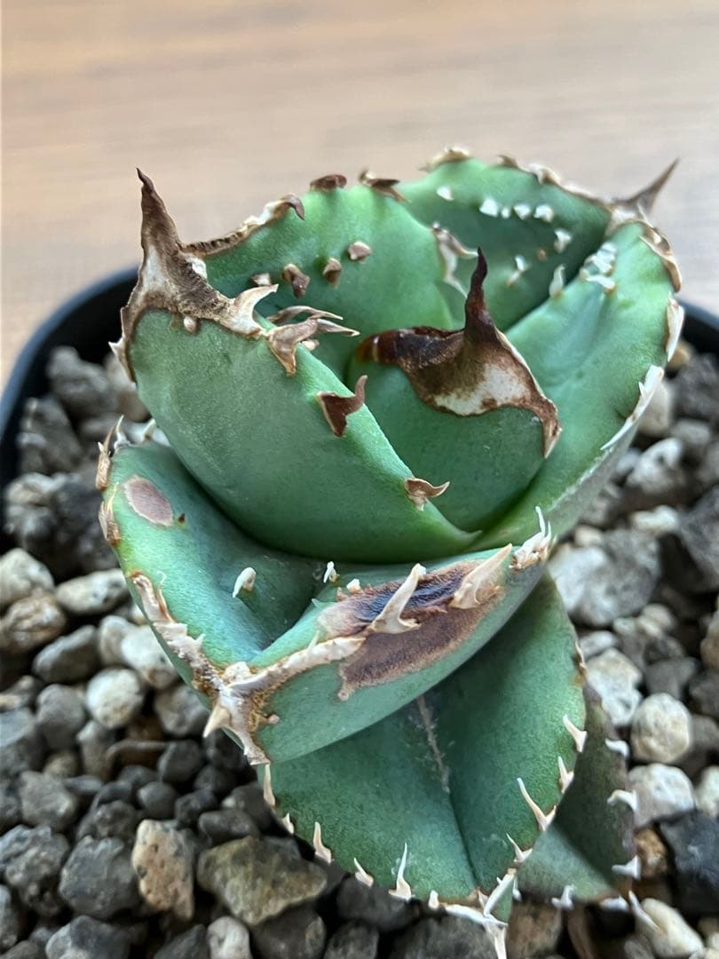 【クリスマスセール】♯32 選抜　特大　ぶつぶつ　アガベ　鰐亀　TC