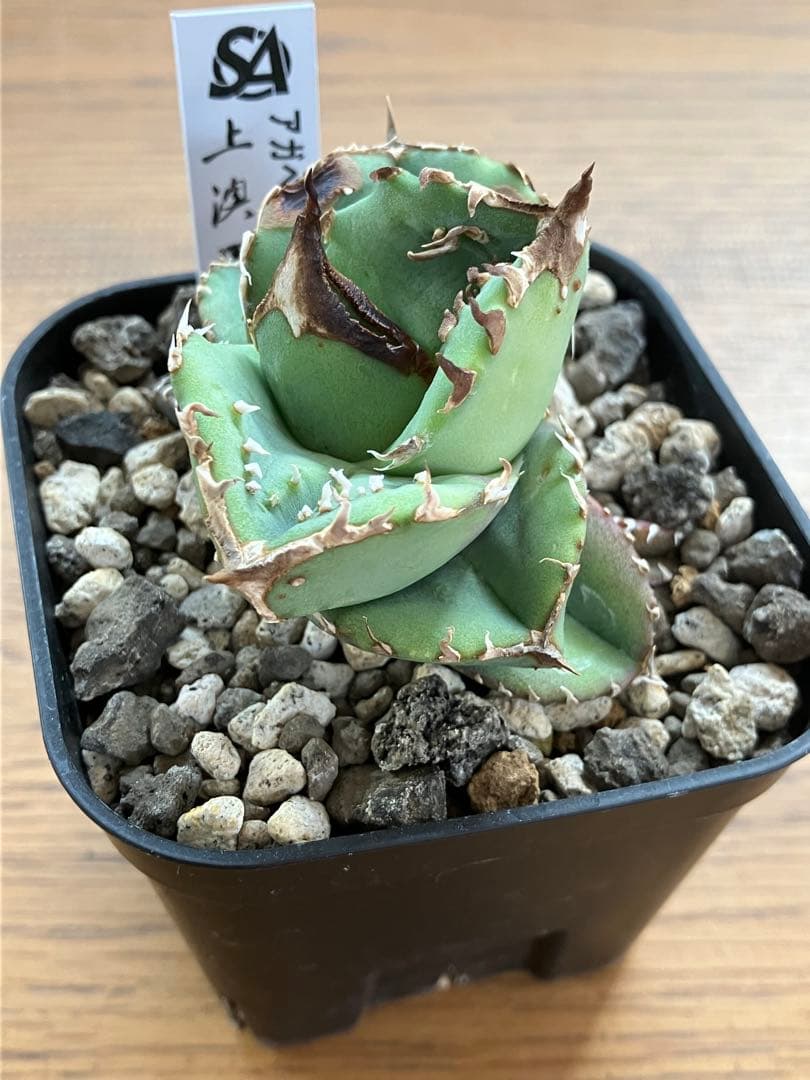 【クリスマスセール】♯32 選抜　特大　ぶつぶつ　アガベ　鰐亀　TC